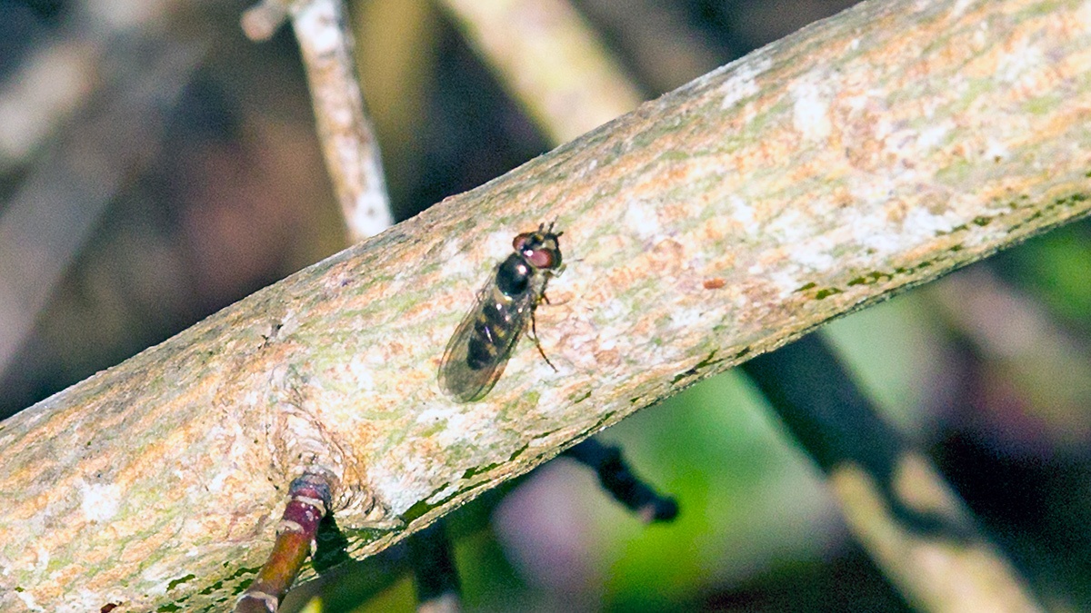 hoverfly [Parasyrphus punctulatus]