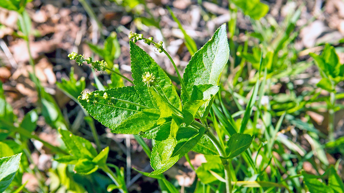 Dog's Mercury [Mercurialis perennis]