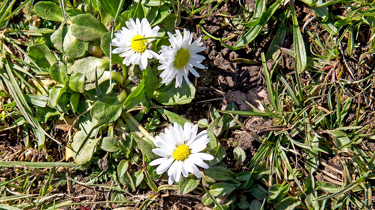 Common Daisy [Bellis perennis]