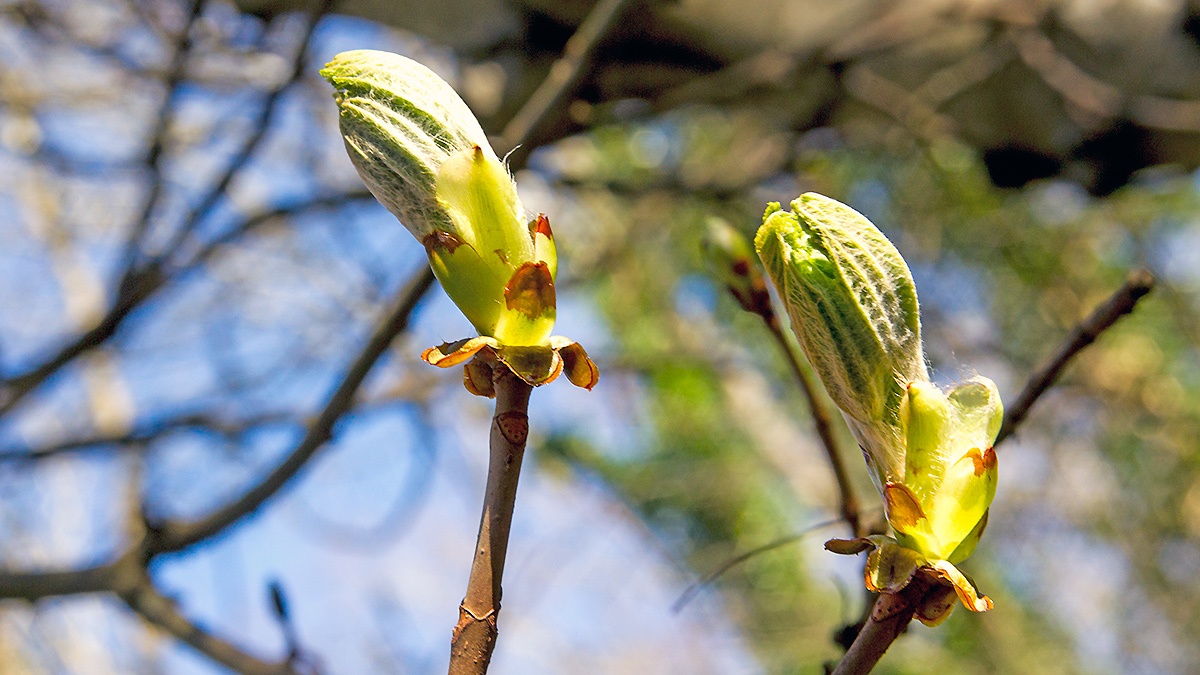 Horse Chestnut [Aesculus hippocastanum]