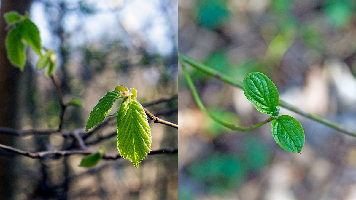 Common Hazel [Corylus avellana] and Common Dogwood [Cornus sanguinea]