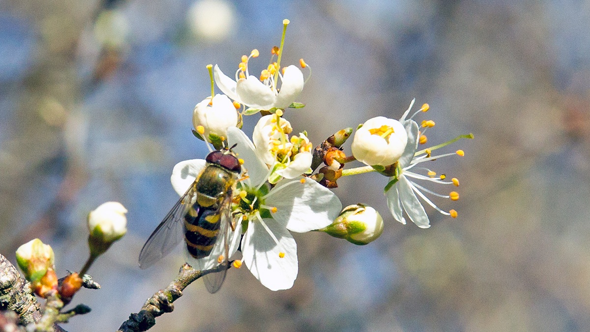 Common Banded Hoverfly [Syrphus ribesii ?]