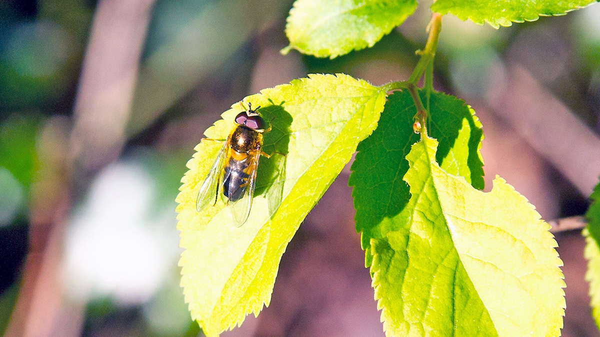 Spring Epistrophe [Epistrophe eligans]