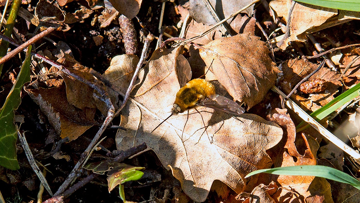 Dark-edged Bee-fly [Bombylius major]