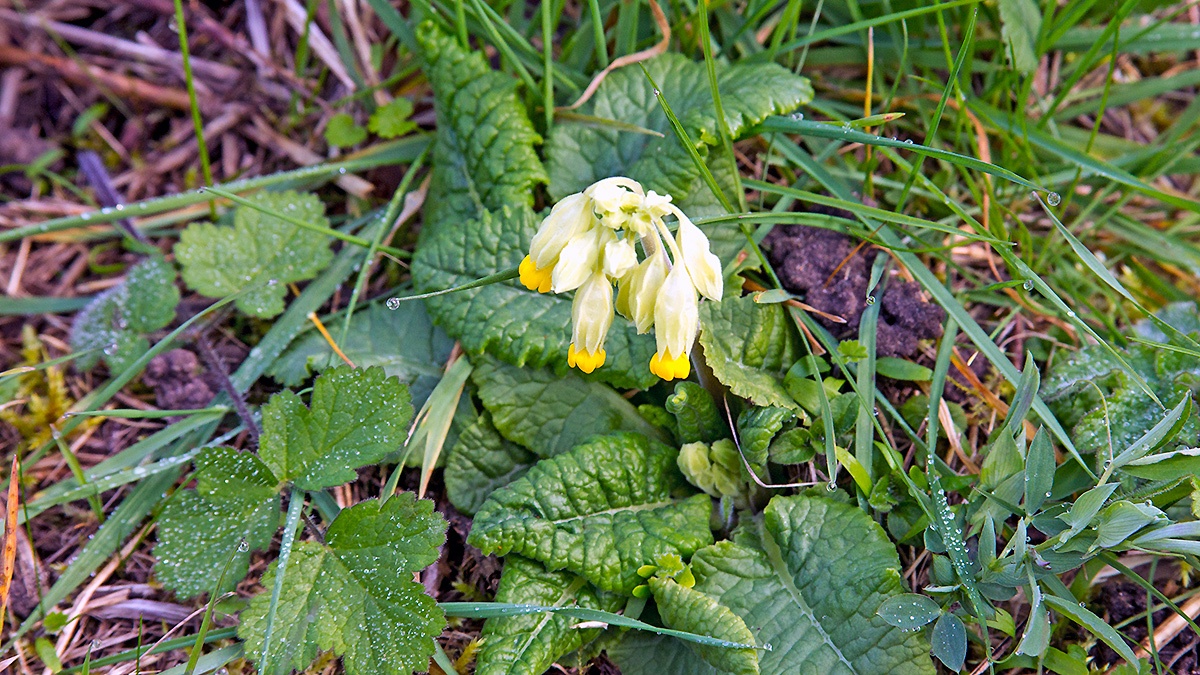 Cowslip [Primula veris]