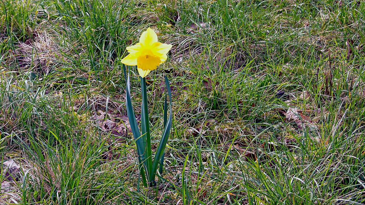 Wild Daffodil [Narcissus pseudonarcissus]