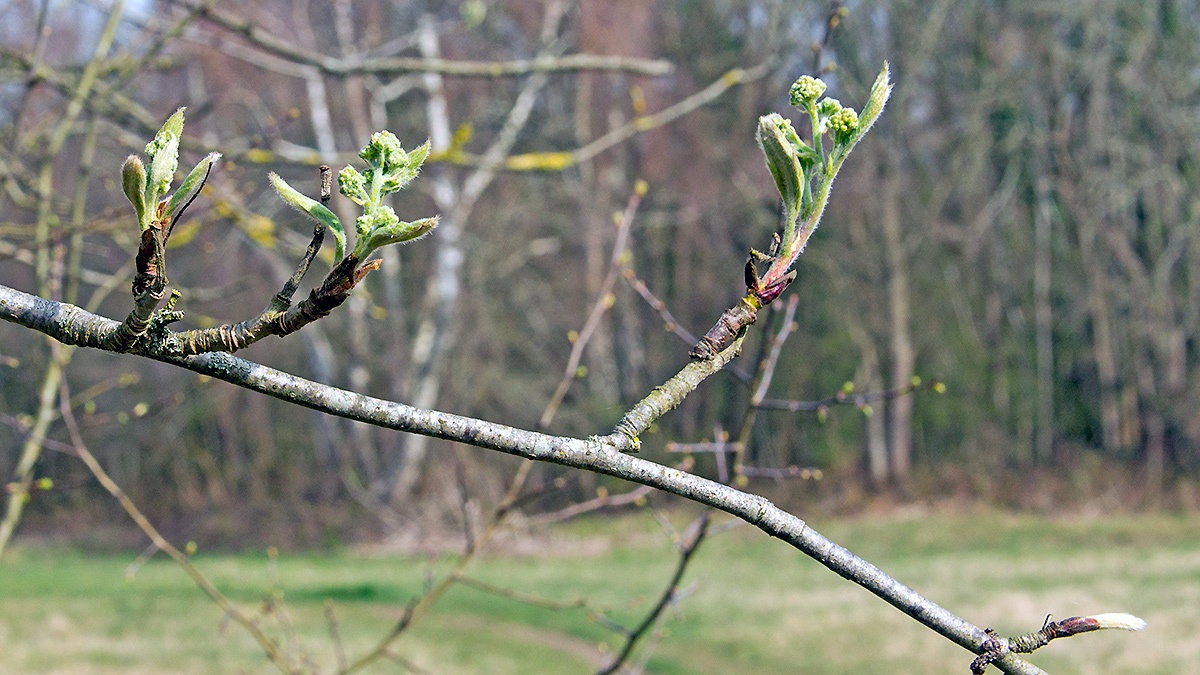 Rowan [Sorbus aucuparia]