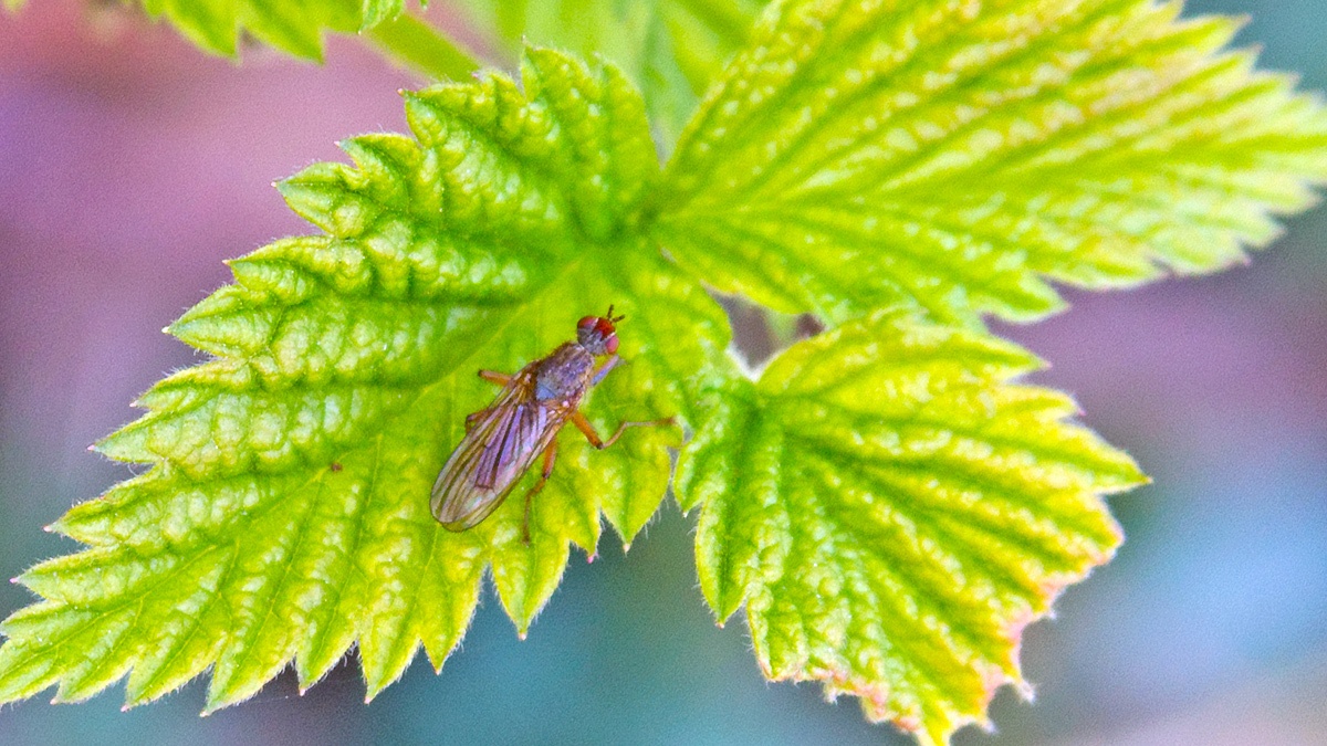 Yellow Dung Fly [Scathophaga stercoraria]