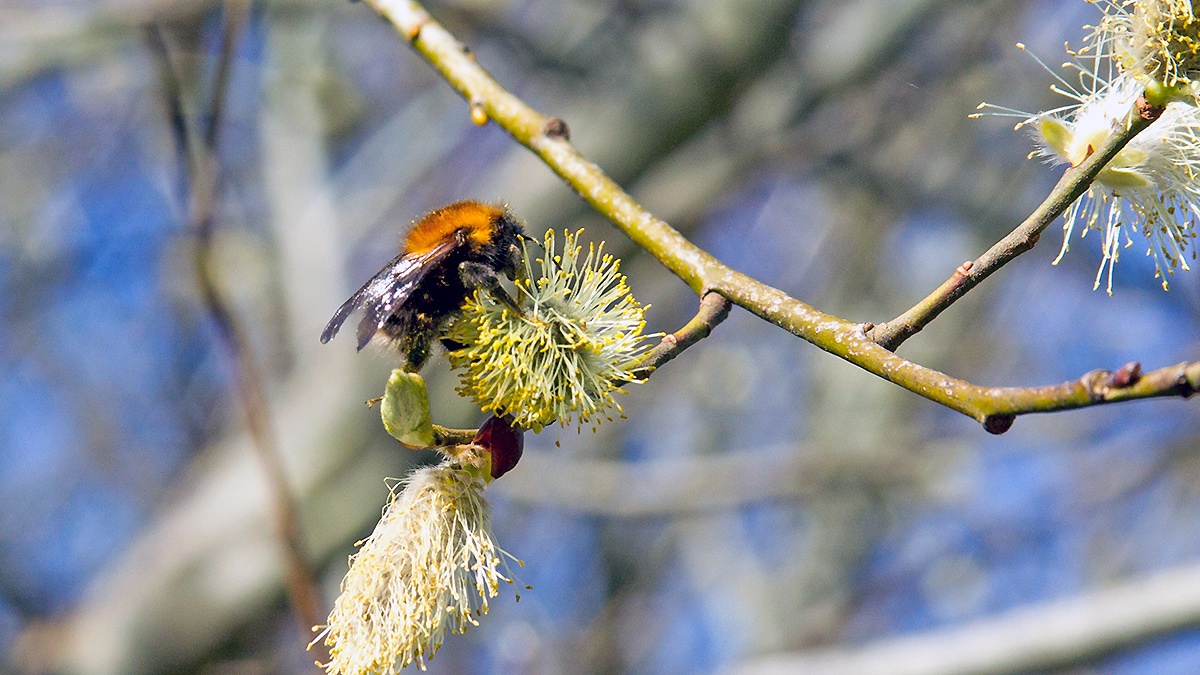 Tree Bumblebee [Bombus hypnorum]