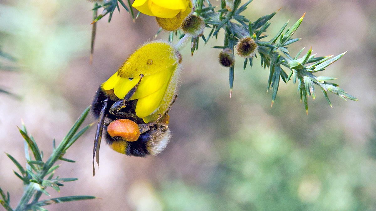 Buff-tailed Bumblebee [Bombus terrestris]