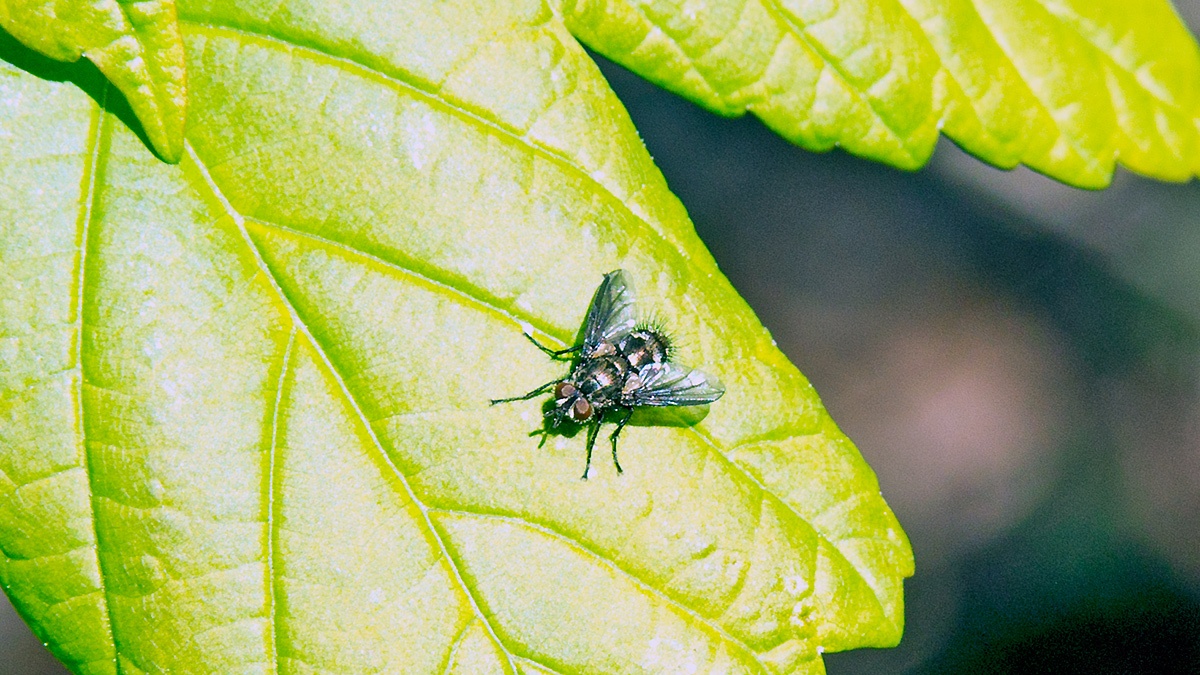 Woodland Lypha [Lypha dubia]