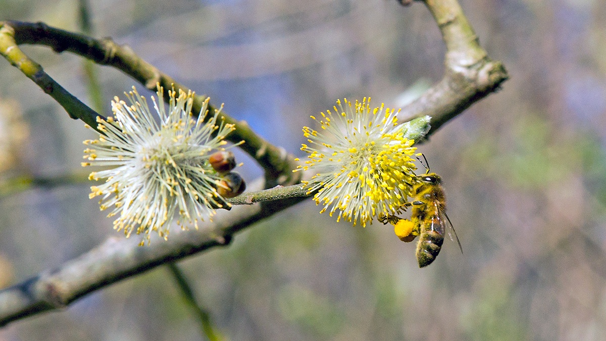 Western Honey Bee [Apis mellifera]