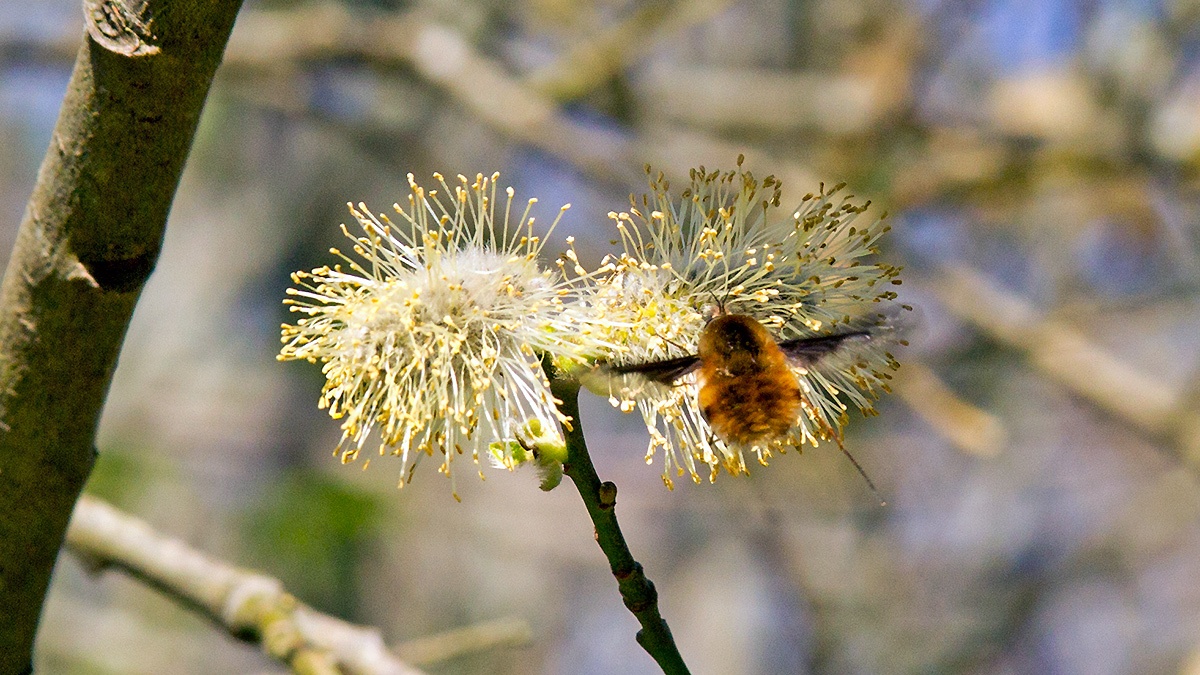 Dark-edged Bee-fly [Bombylius major]