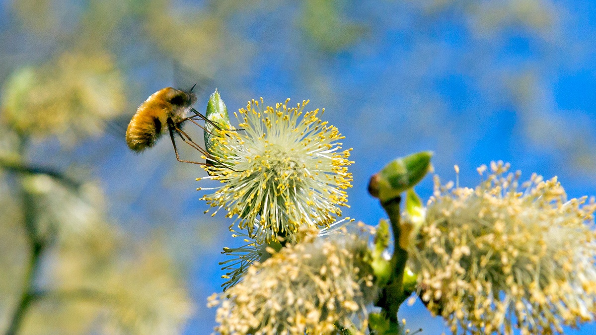 Dark-edged Bee-fly [Bombylius major]