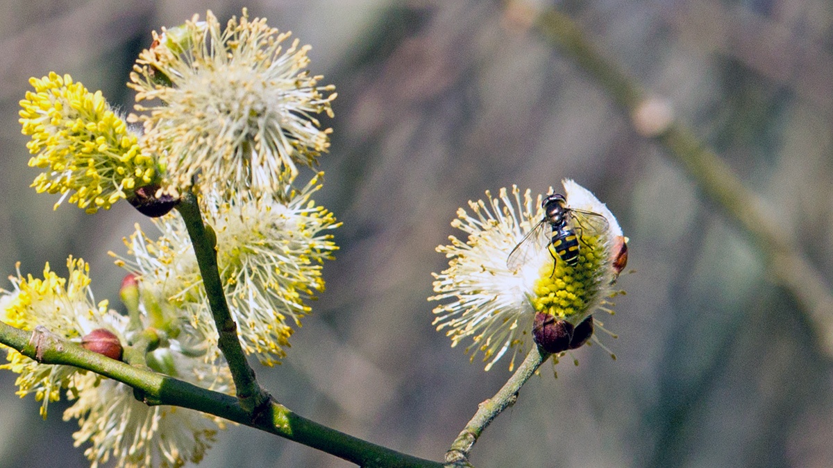 Black-tailed Aphideater [Eupeodes luniger]