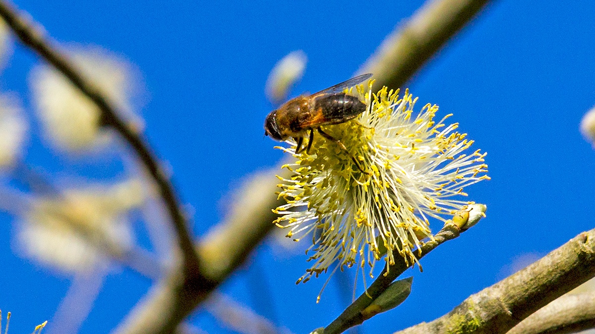Common Drone Fly [Eristalis tenax]