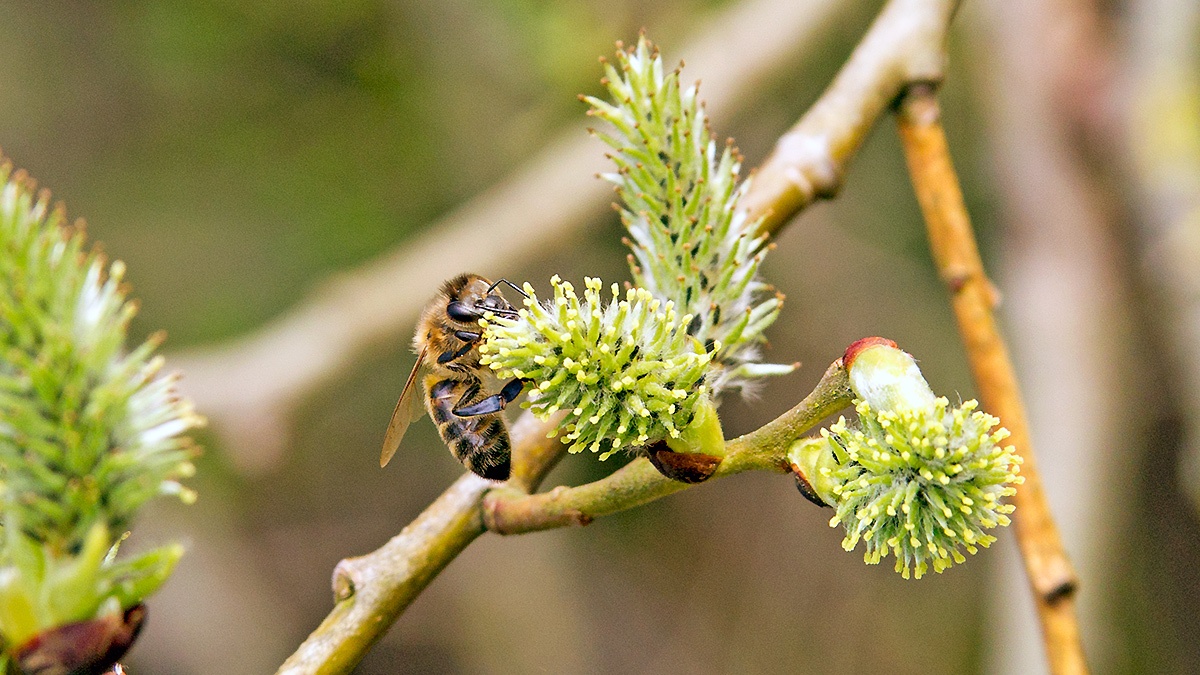 Western Honey Bee [Apis mellifera]