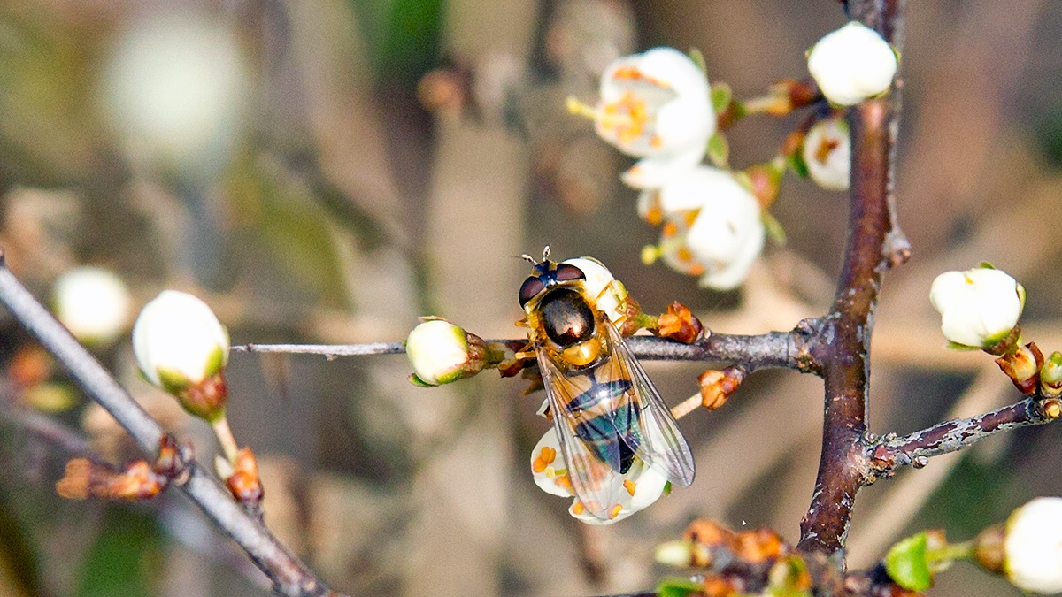 Spring Epistrophe [Epistrophe eligans]