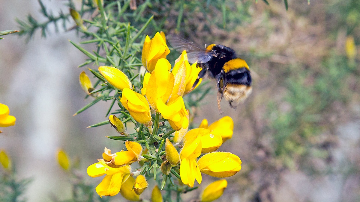 Buff-tailed Bumblebee [Bombus terrestris]