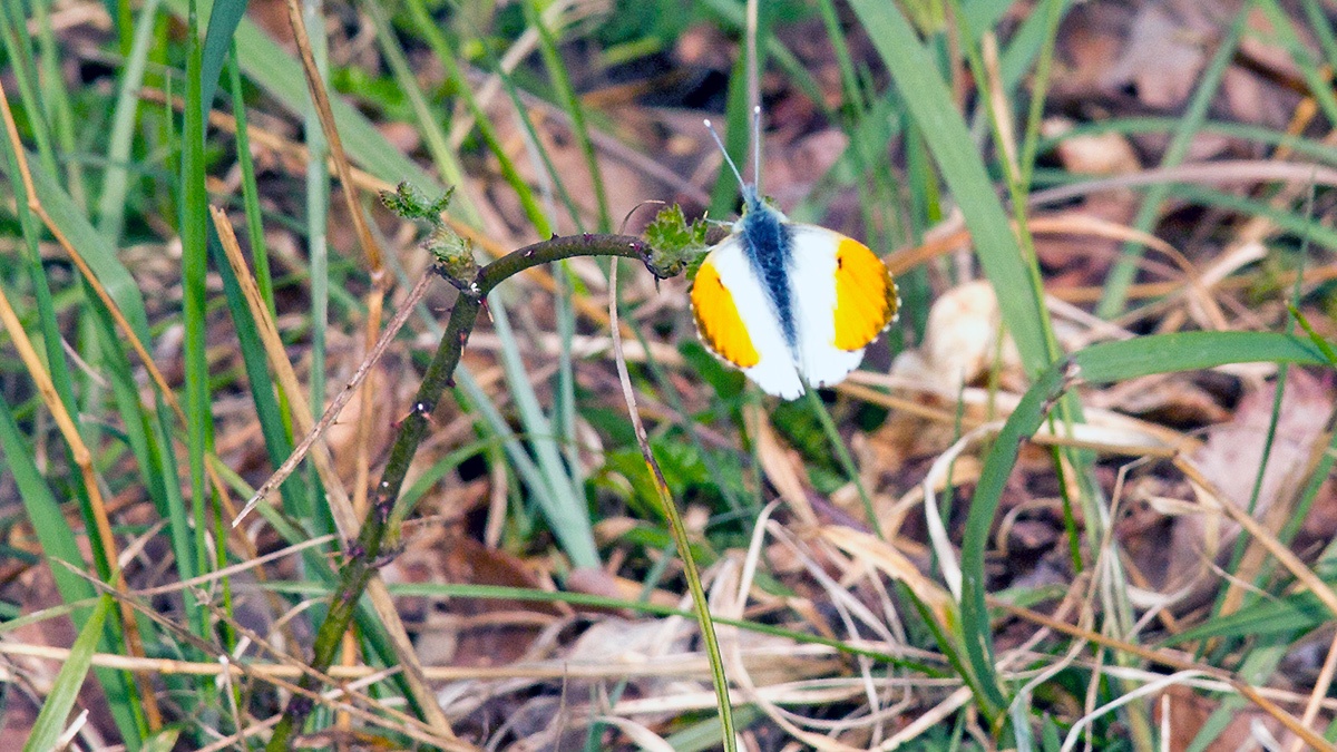 Orange Tip [Anthocharis cardamines]