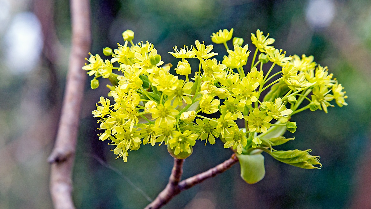 Norway Maple [Acer platanoides]