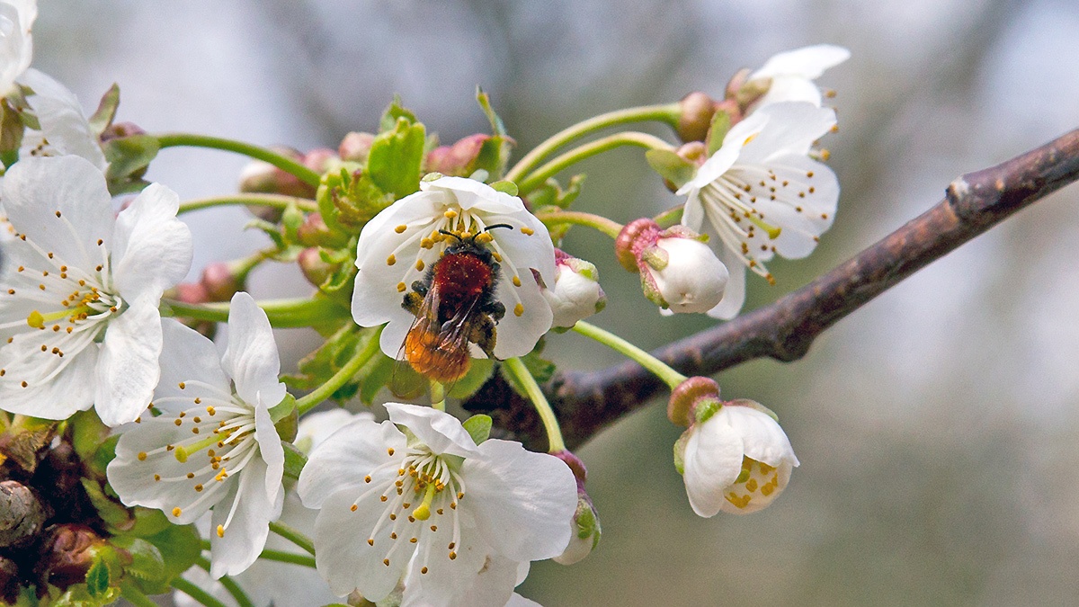 Tawny Mining Bee [Andrena fulva]
