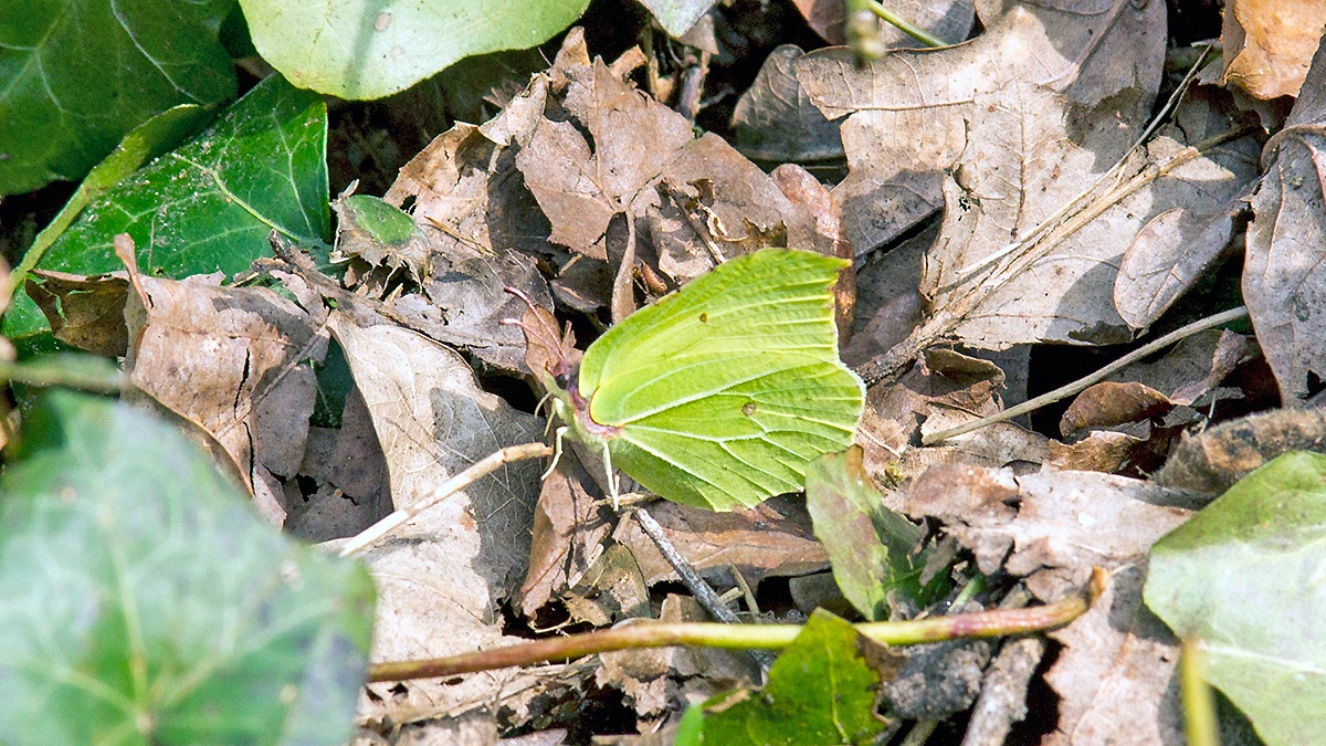 Brimstone [Gonepteryx rhamni]