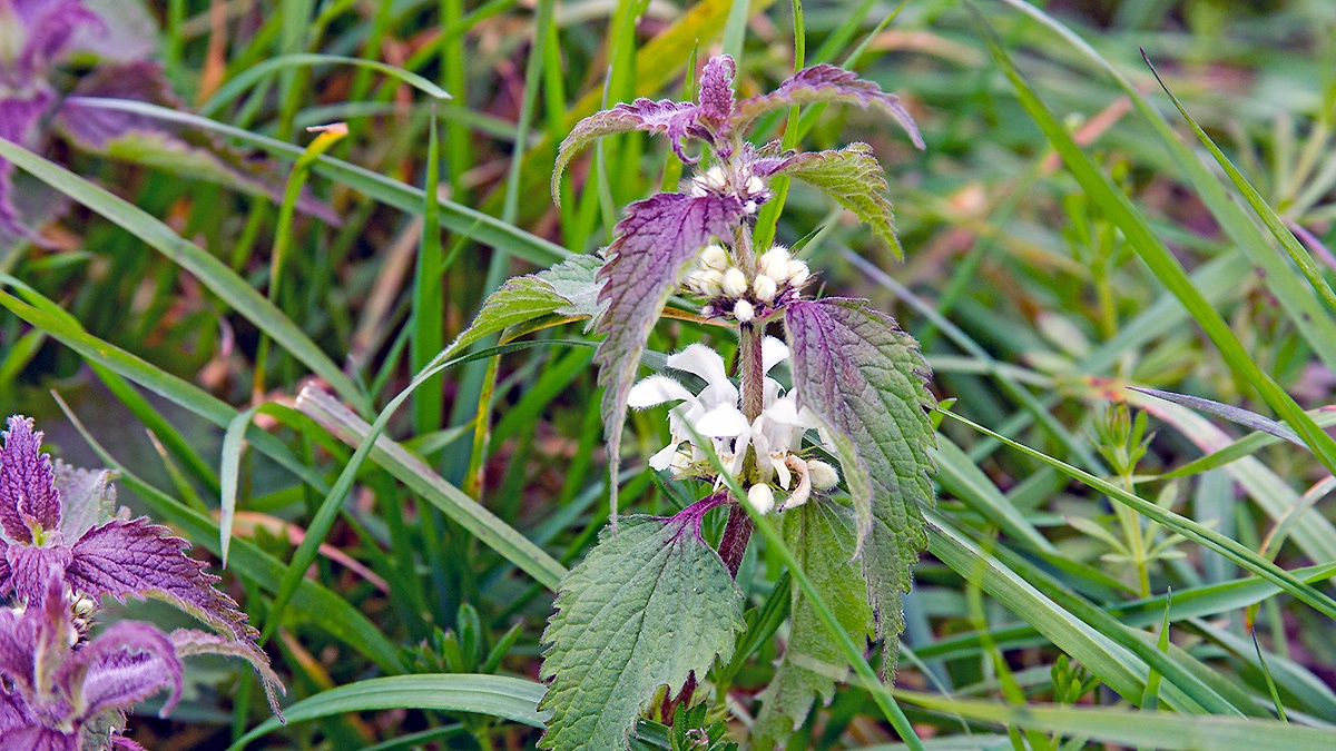 White Dead-nettle [Lamium album]