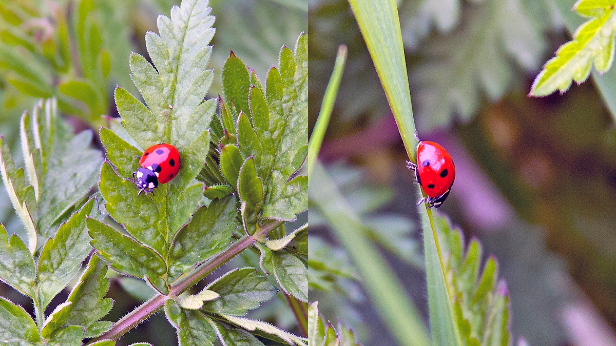 Seven-spot Ladybird [Coccinella septempunctata]