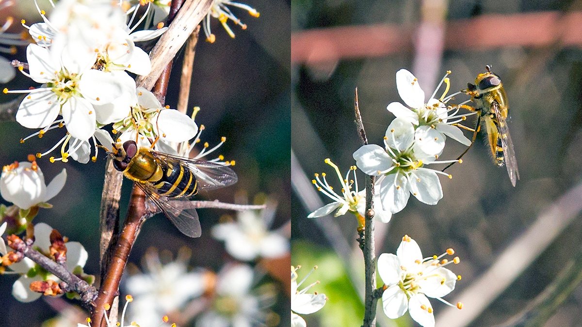 Lesser Banded Hoverfly [Syrphus vitripennis]