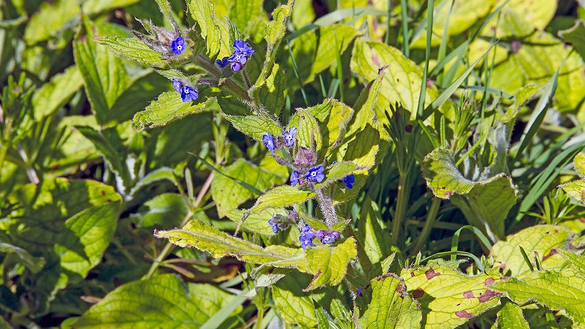 Green Alkanet [Pentaglottis sempervirens]