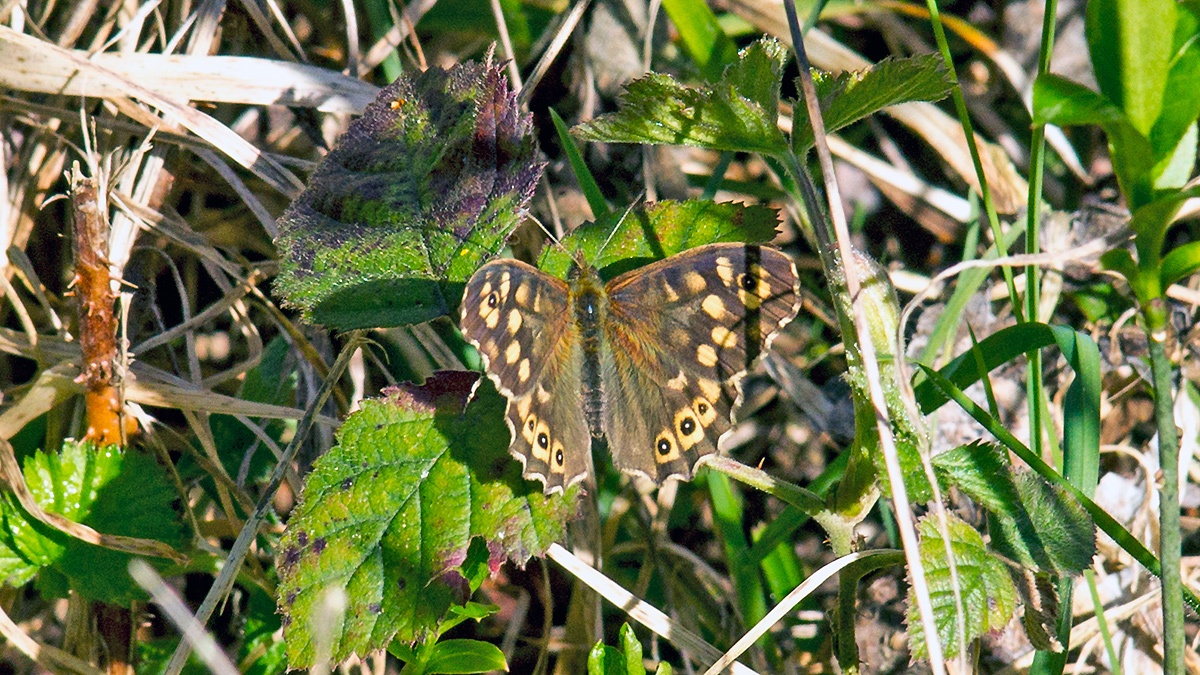 Speckled Wood [Pararge aegeria]