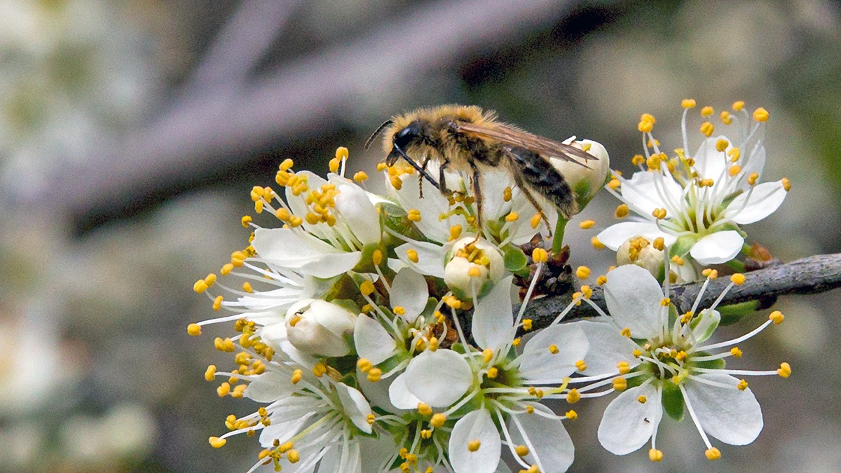 Tawny Mining Bee [Andrena fulva]