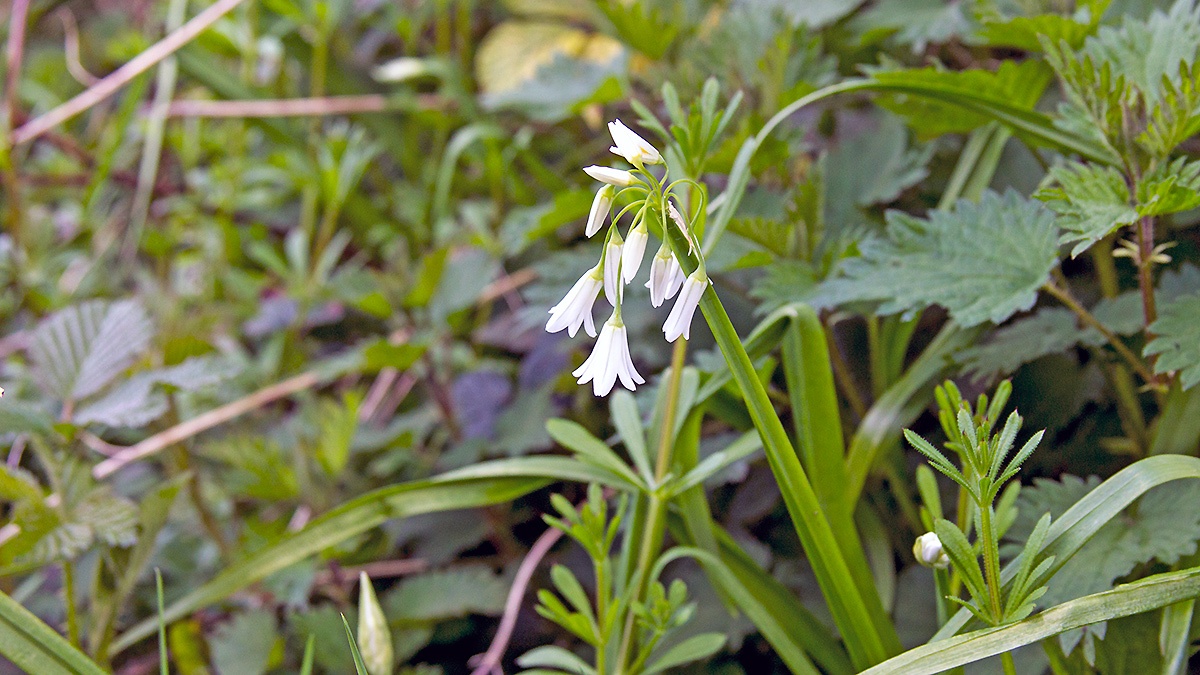 Three-cornered Leek [Allium triquetrum]