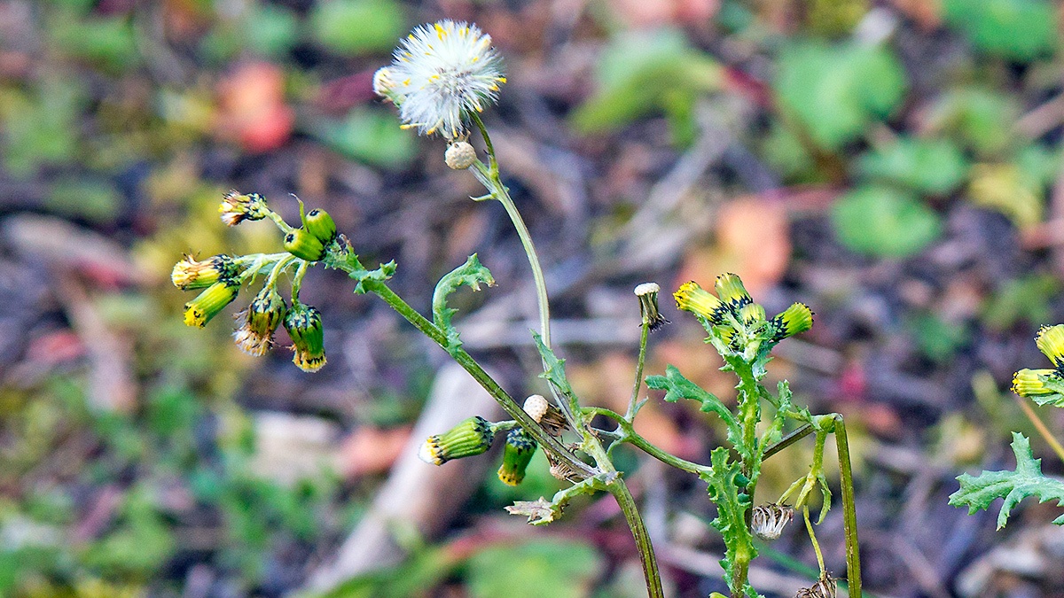 Common Groundsel [Senecio vulgaris]