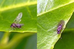 Cynipid gall wasp [Andricus sp.?]