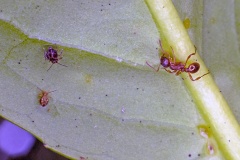 Woodland Red Ant [Myrmica ruginodis]