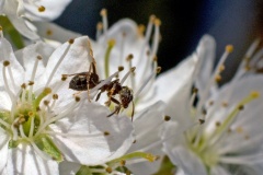 Black Garden Ant [Lasius niger]