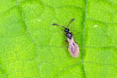 parasitoid wasp [unidentified]
