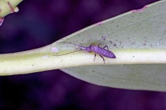 Long-horned Springtail [Pogonognathellus longicornis]