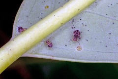 globular springtail [Dicyrtomina saundersi]
