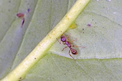 Common Red Ant [Myrmica rubra]