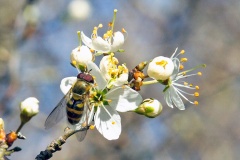 Common Banded Hoverfly [Syrphus ribesii ?]