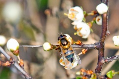 Spring Epistrophe [Epistrophe eligans]