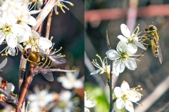 Lesser Banded Hoverfly [Syrphus vitripennis]