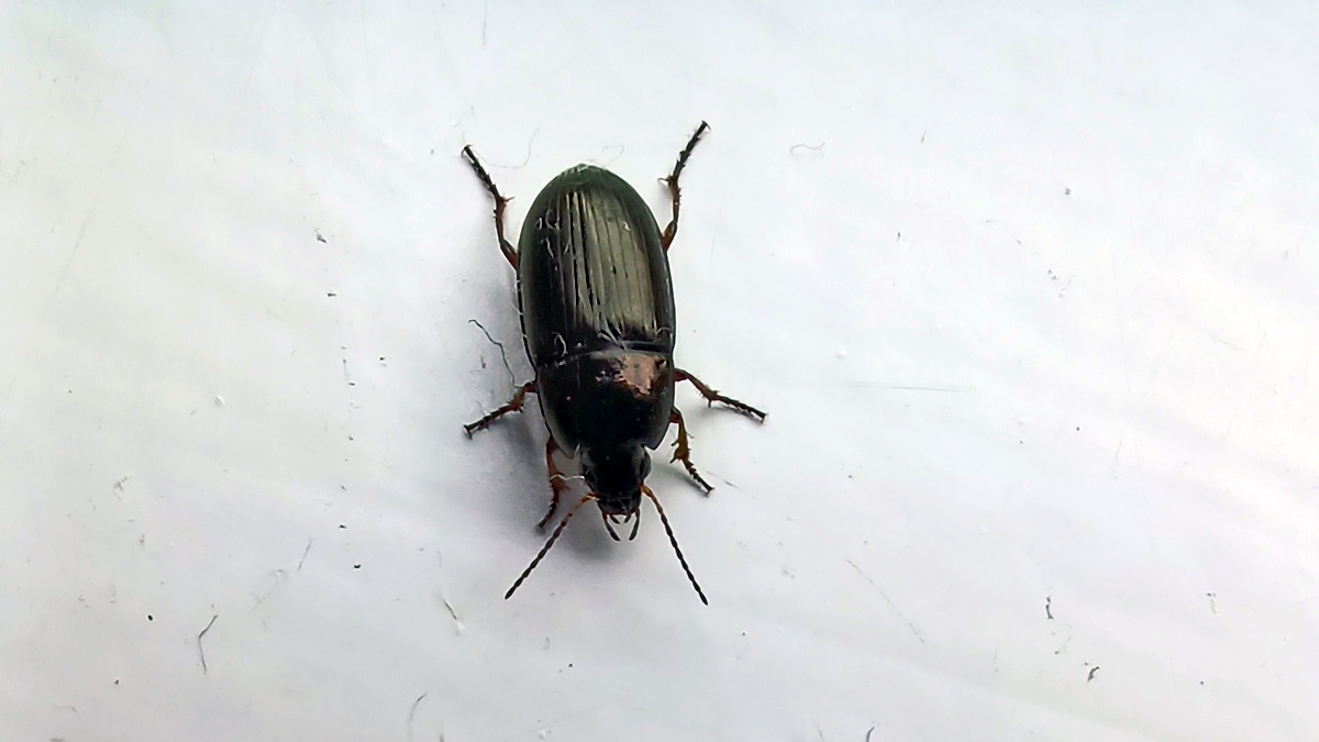 Social Sun Beetle [Amara familiaris]