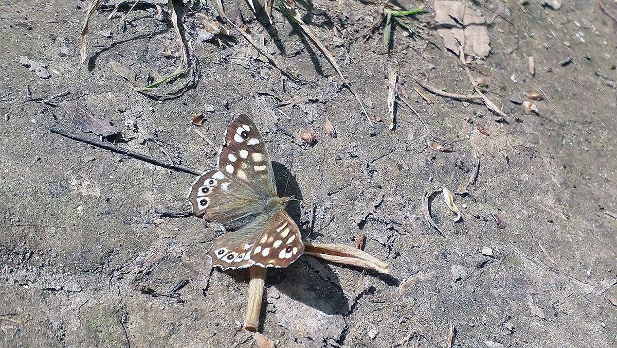 Speckled Wood [Pararge aegeria tircis]