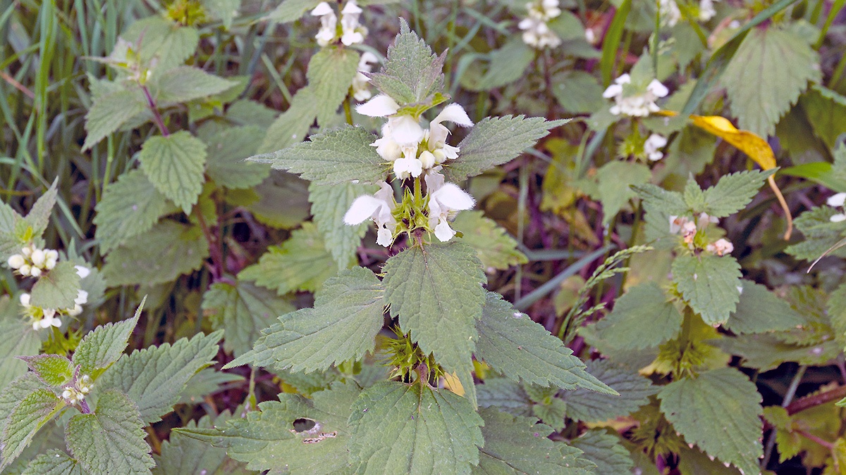 White Dead-nettle [Lamium album]