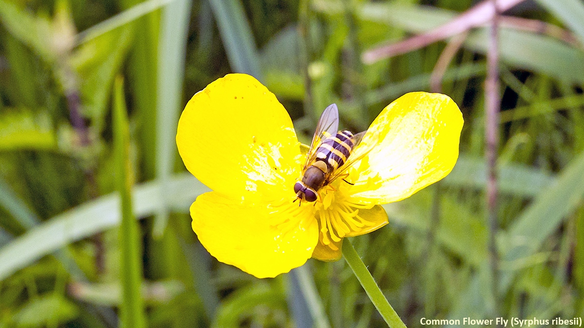 Common Banded Hoverfly [Syrphus ribesii]