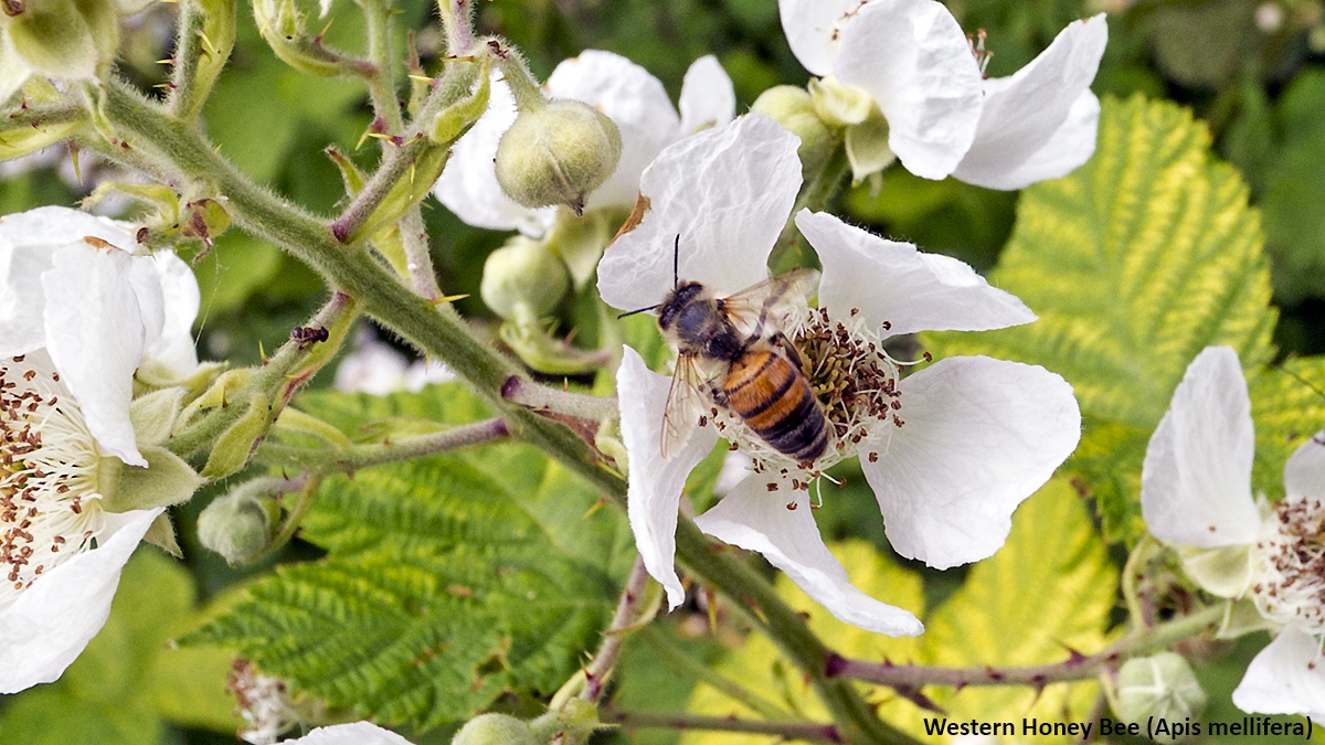 Western Honey Bee [Apis mellifera]